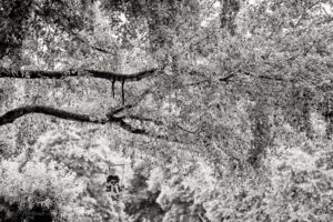 Moers Festival 2025 - Photo: Frank Schindelbeck Jazzfotografie