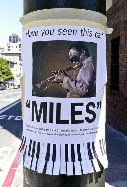 Have you seen this Cat?