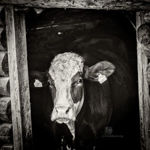 - Jazzfestival Saalfelden - Photo: Schindelbeck